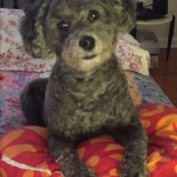 My Posh “BOSS” and Buddy “Bella”! - Picture 7 of 8